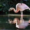 Chilean Flamingo